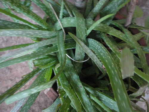 Aloe vera plant