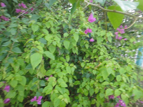 Bouganvilla plant 