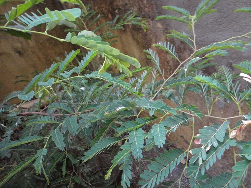 Tamarind plant